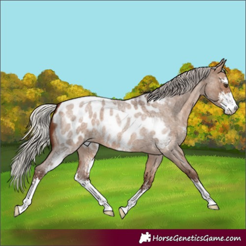 Horse Color:Silver Bay Roan Dun Sabino Appaloosa 