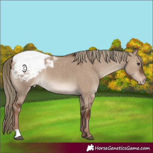 Horse Color:Liver Red Dun Appaloosa Rabicano 