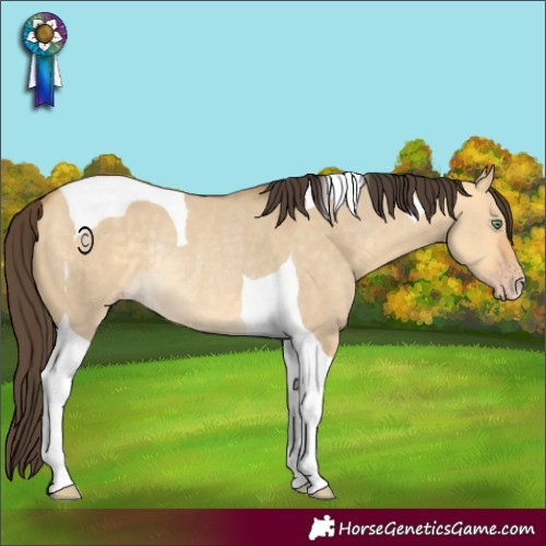 Horse Color:Sable Cream Champagne Dun Tobiano Rabicano 