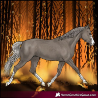 Horse Color:Silver Grullo 