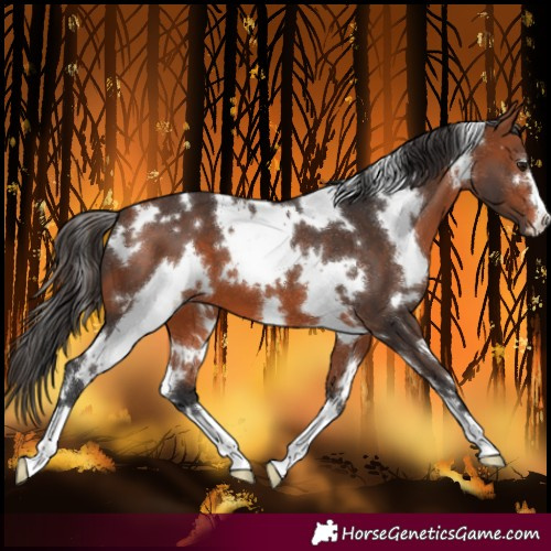 Horse Color:White Spotted Bay 