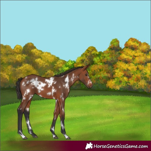 Horse Color:White Spotted Bay 