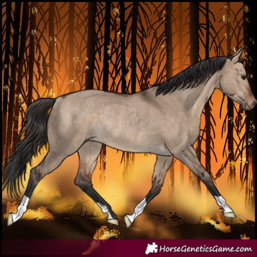 Horse Color:Bay Dun Rabicano