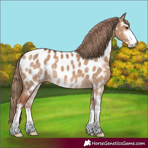 Horse Color:Red Dun Sabino Near Leopard 