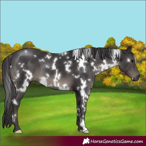 Horse Color:White Spotted Smoky Black