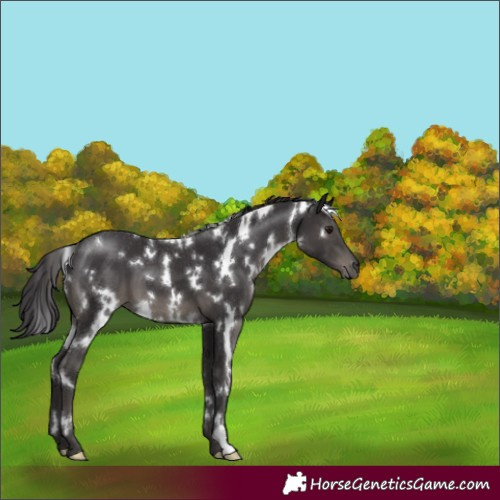 Horse Color:White Spotted Smoky Black 