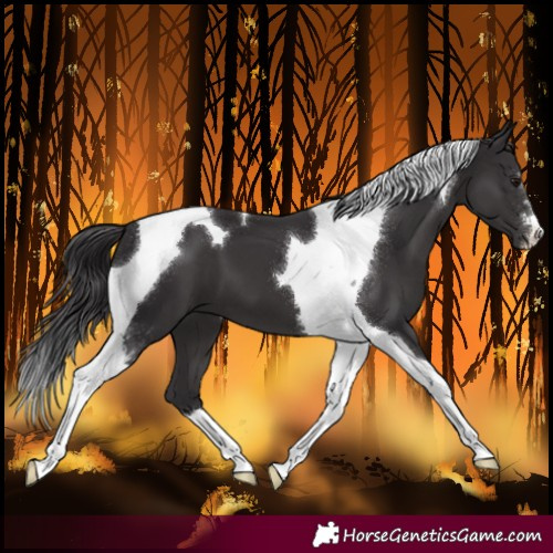 Horse Color:Smoky Black Tobiano