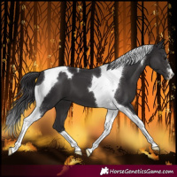 Horse Color:Smoky Black Tobiano 