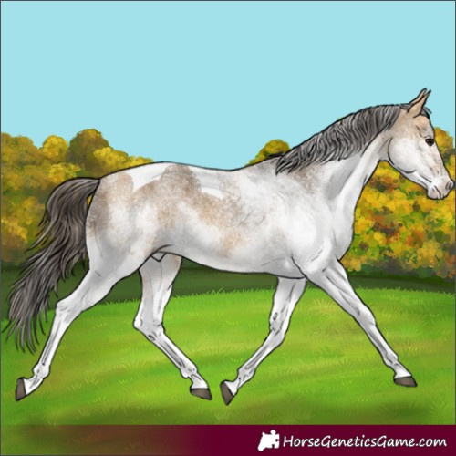 Horse Color:White Spotted Buckskin Tobiano 