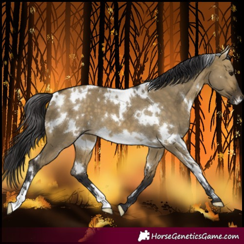 Horse Color:White Spotted Buckskin Dun 