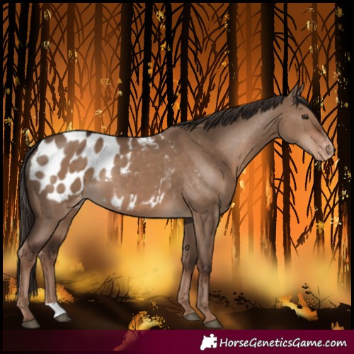 Horse Color:Liver Red Dun Blanket