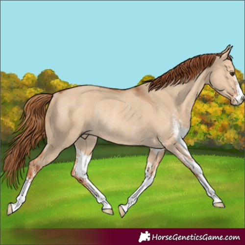 Horse Color:Red Dun Sabino Rabicano