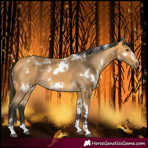 Horse Color:White Spotted Buckskin