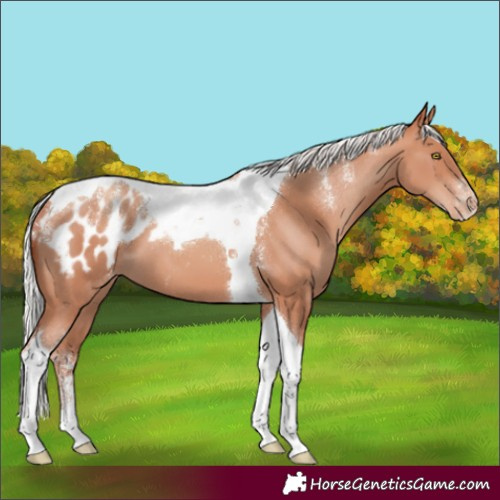 Horse Color:Powder White Silver Sable Champagne Tobiano Appaloosa