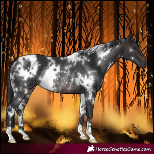 Horse Color:White Spotted Brown Rabicano 