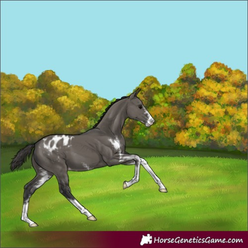 Horse Color:Grullo Sabino Appaloosa 