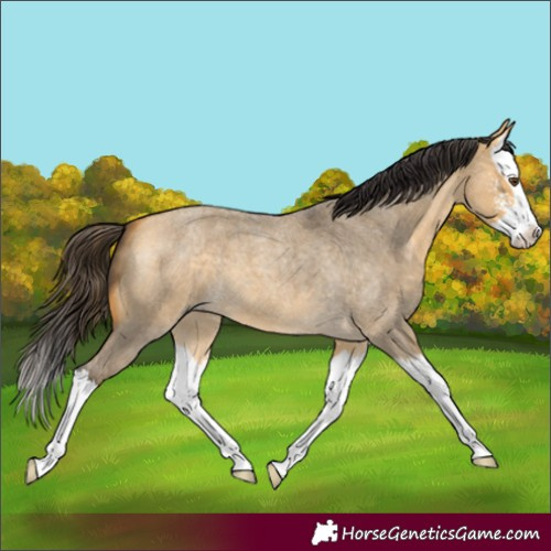 Horse Color:Buckskin Roan Dun Sabino Splash 