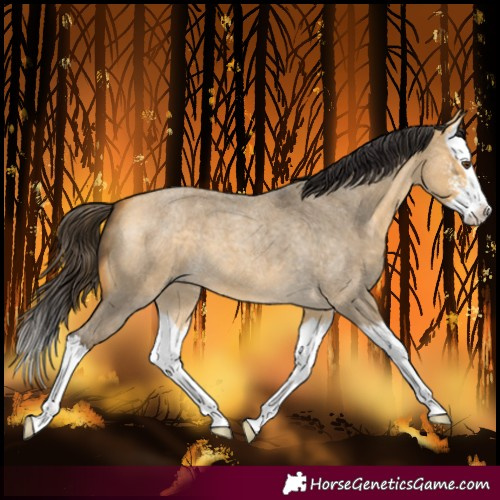 Horse Color:Buckskin Roan Dun Sabino Splash