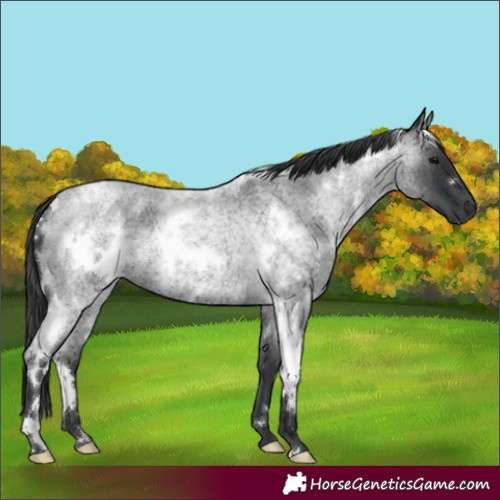 Horse Color:White Spotted Blue Roan 