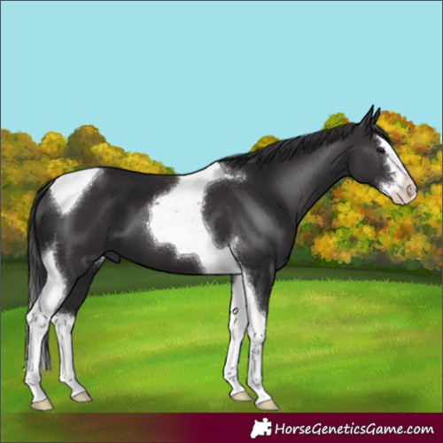 Horse Color:Smoky Black Splash Tobiano