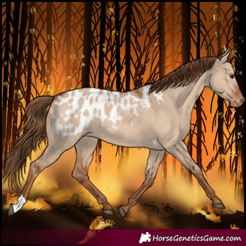 Horse Color:Red Dun Blanket 
