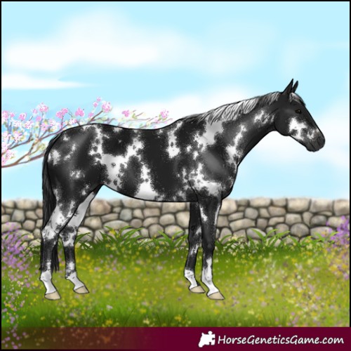 Horse Color:Gray White Spotted Smoky Black 