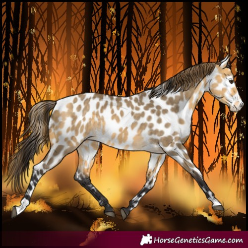 Horse Color:Buckskin Dun Leopard