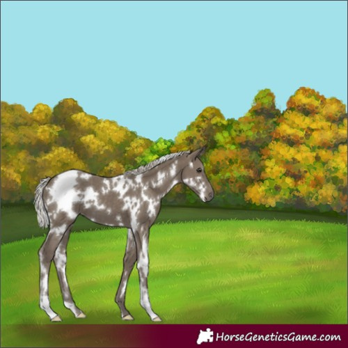 Horse Color:White Spotted Silver Smoky Black 