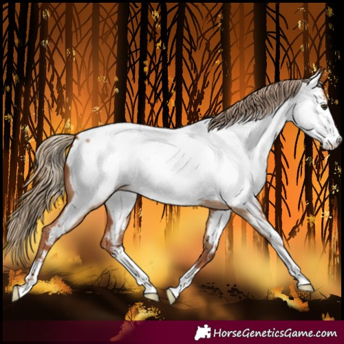 Horse Color:Red Dun Sabino Near Fewspot