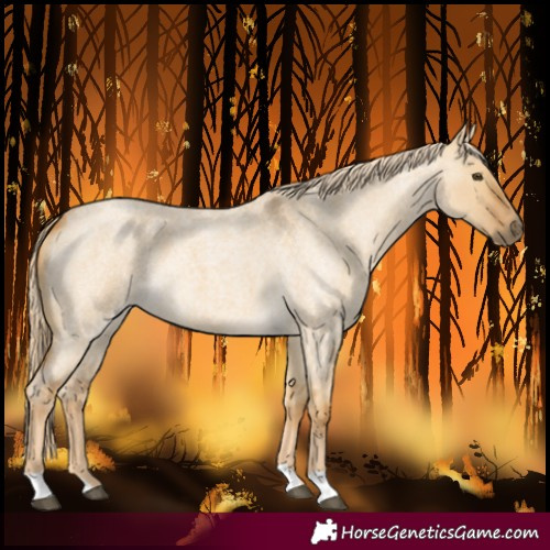 Horse Color:Palomino Roan Dun