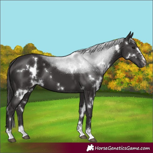 Horse Color:White Spotted Smoky Black