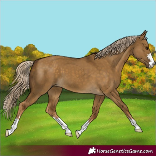 Horse Color:Chocolate Palomino Dun 