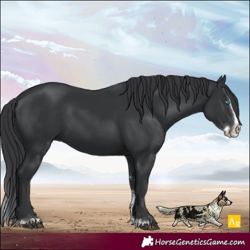 Horse Color:Black Sabino Splash