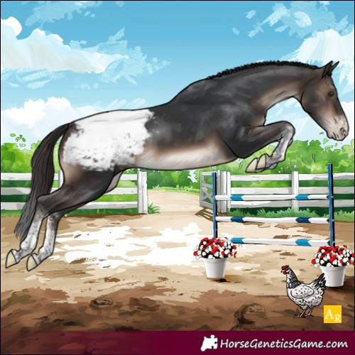 Horse Color:Brown Sabino Appaloosa