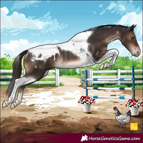 Horse Color:Brown Tobiano Appaloosa Rabicano