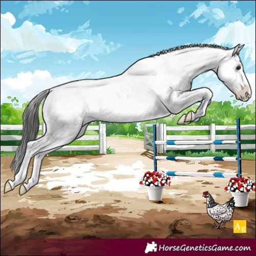 Horse Color:Brown Sabino Appaloosa 