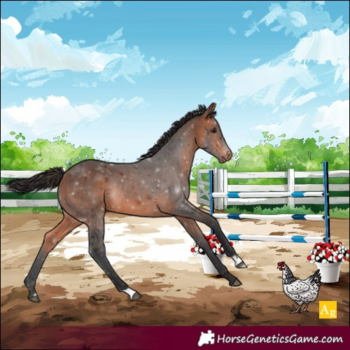 Horse Color:Bay Rabicano