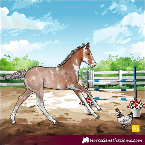 Horse Color:Silver Bay Sabino Rabicano