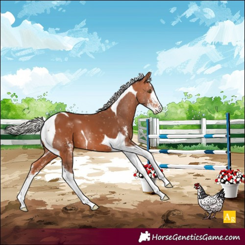Horse Color:Silver Bay Sabino Tobiano 