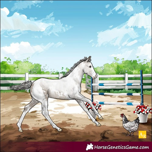 Horse Color:White Spotted Silver Grullo Sabino Appaloosa Rabicano Brindle 