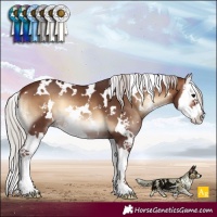 Horse Color:White Spotted Silver Bay Onyx Splash 