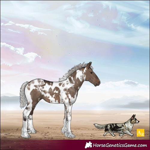 Horse Color:White Spotted Silver Brown Dun Tobiano 