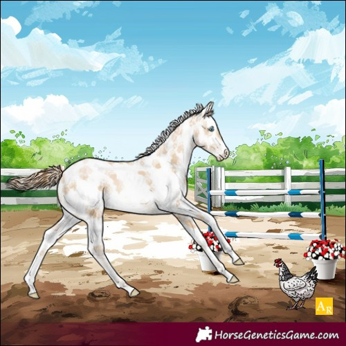 Horse Color:Buckskin Pearl Sabino 