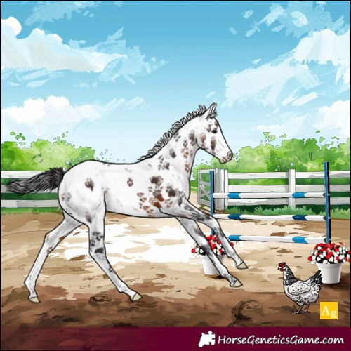 Horse Color:Brown Sabino 