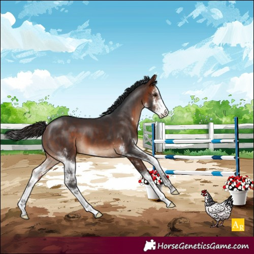 Horse Color:Bay Sabino
