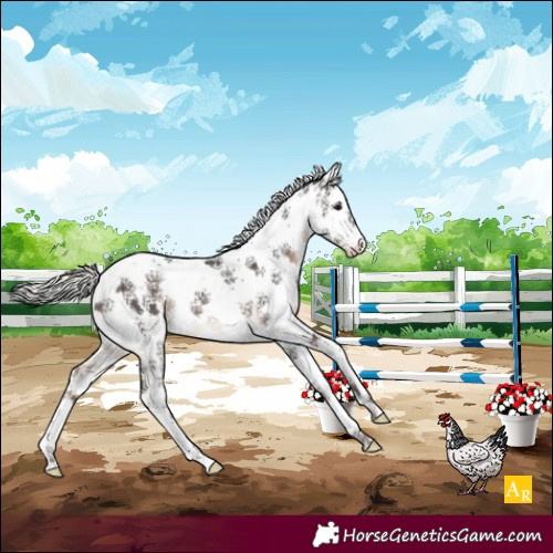 Horse Color:Silver Brown Sabino Splash Appaloosa 