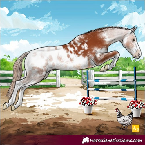 Horse Color:Chestnut Sabino Appaloosa