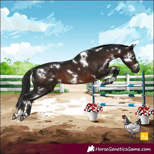 Horse Color:Gray White Spotted Brown 