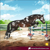 Horse Color:Gray White Spotted Brown