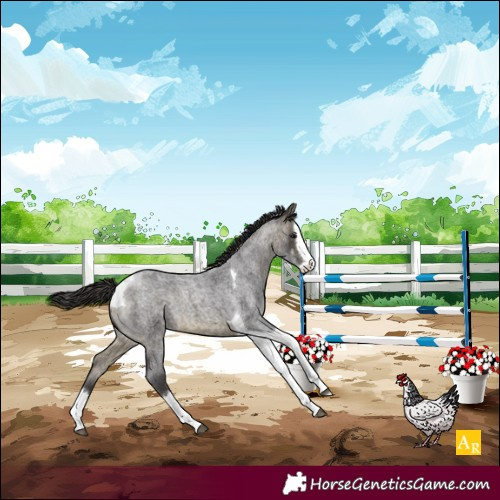 Horse Color:Buckskin Roan Splash Tobiano 